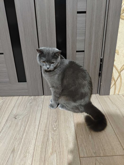 Взрослый кот Миша