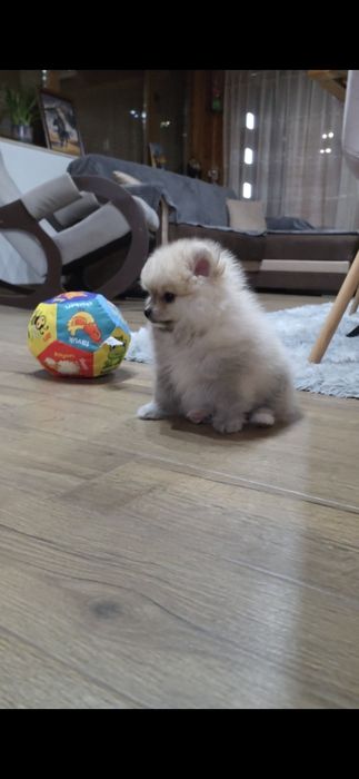 Померан,померанче момче с необходимите ваксини и паспорт!