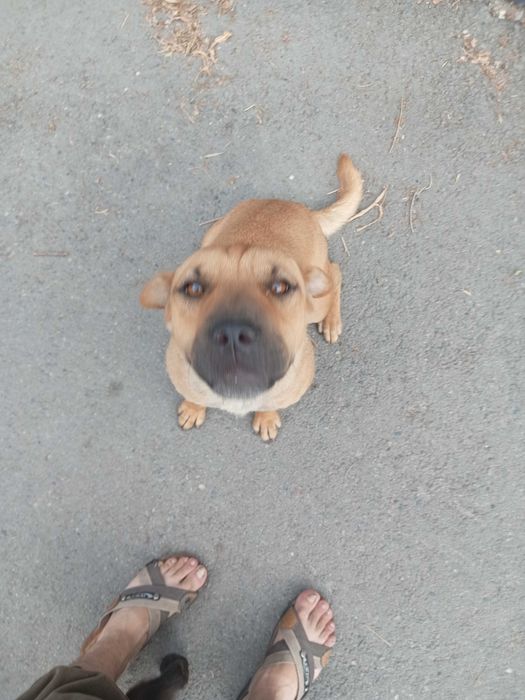 Смесь Пит,Стаффорд и шарпей