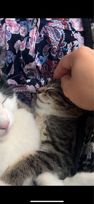 Котенок ищет добрые руки