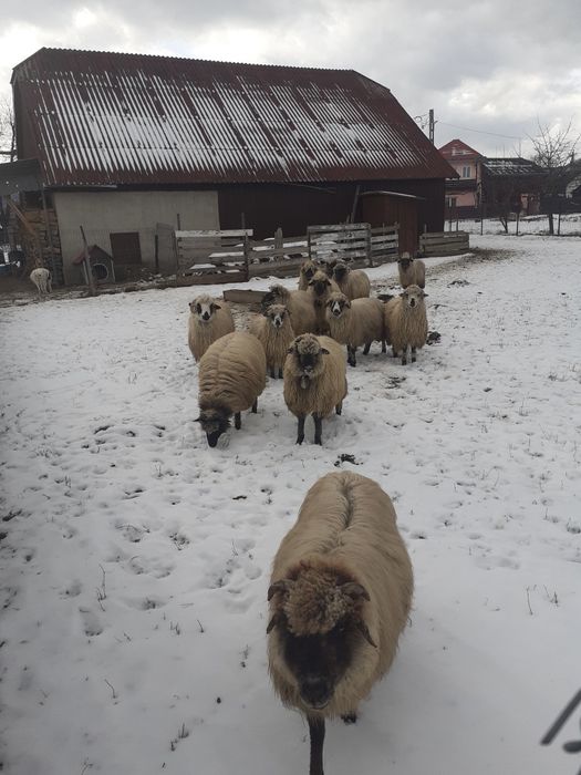 Vand oi țurcane.