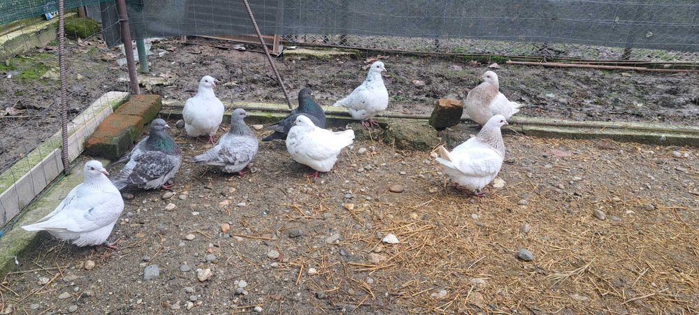 Porumbei texan tineri(din matca)