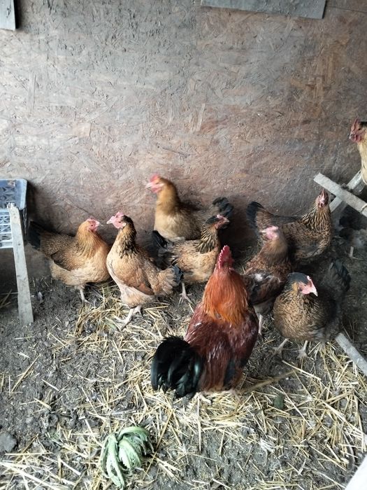 Продам.     продам