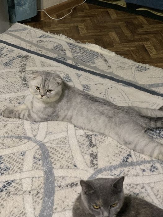 Вяска Скотиш Фолд