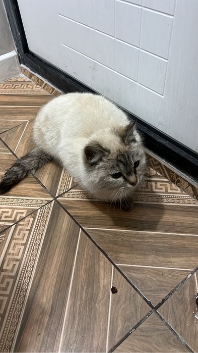 Кошка отдам в хорошие руки