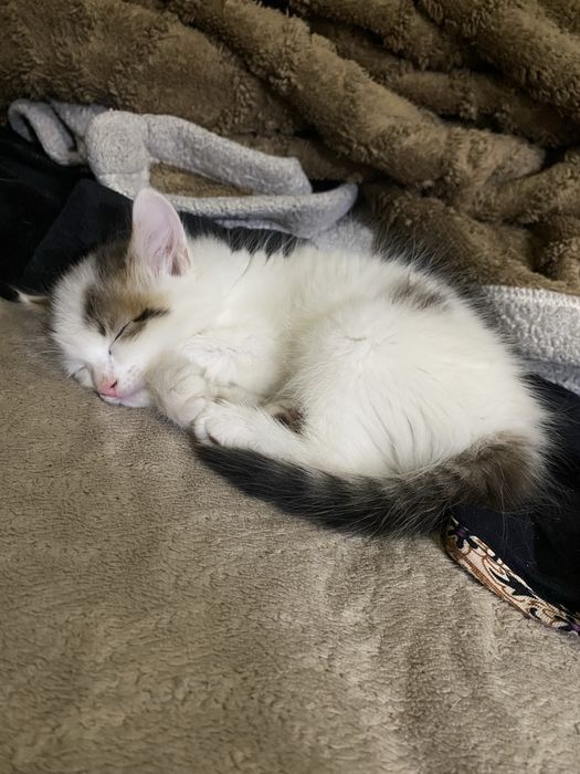 Белый котенок 2 месяца