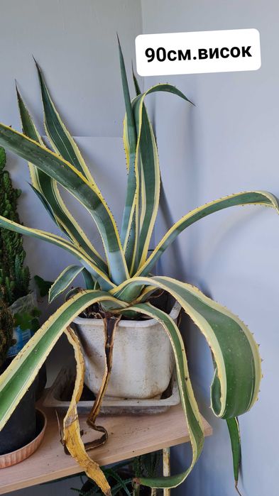 Кактуси , агавве малки и големи