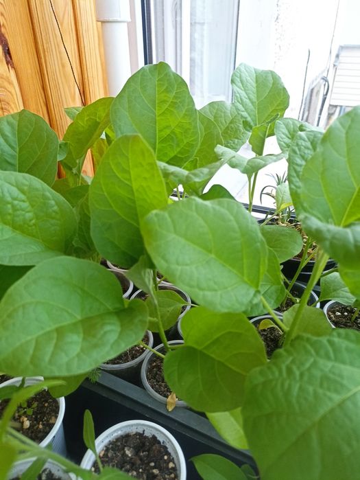 Продам рассаду баклажан