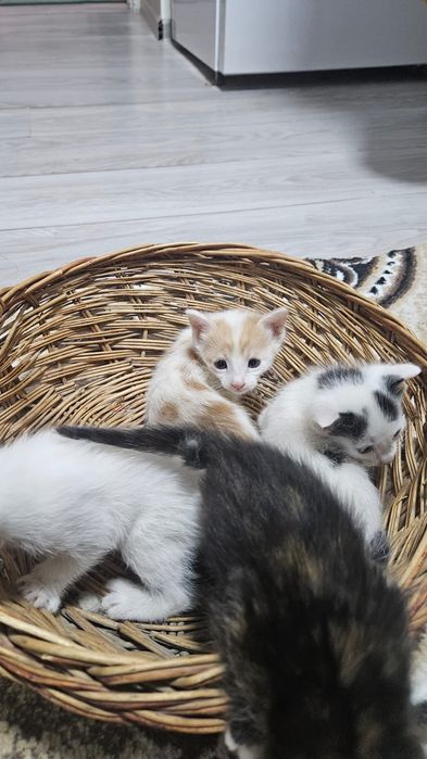 Отдам даром котят в добрые руки