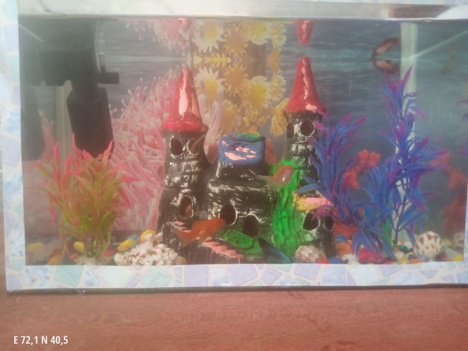 Akvaryum sotiladi baliqlari bn srochna