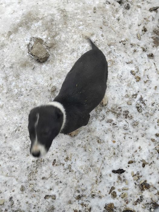 Алабай төбет арылас кан күшіктері сатылады ұргашы 2күшік  линасы бар