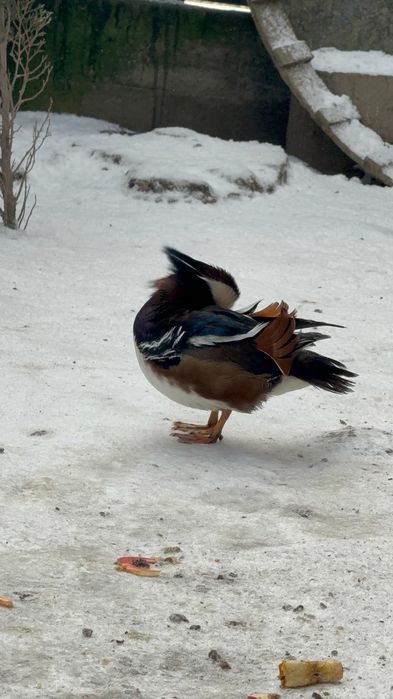 Vând rățoi mandarin