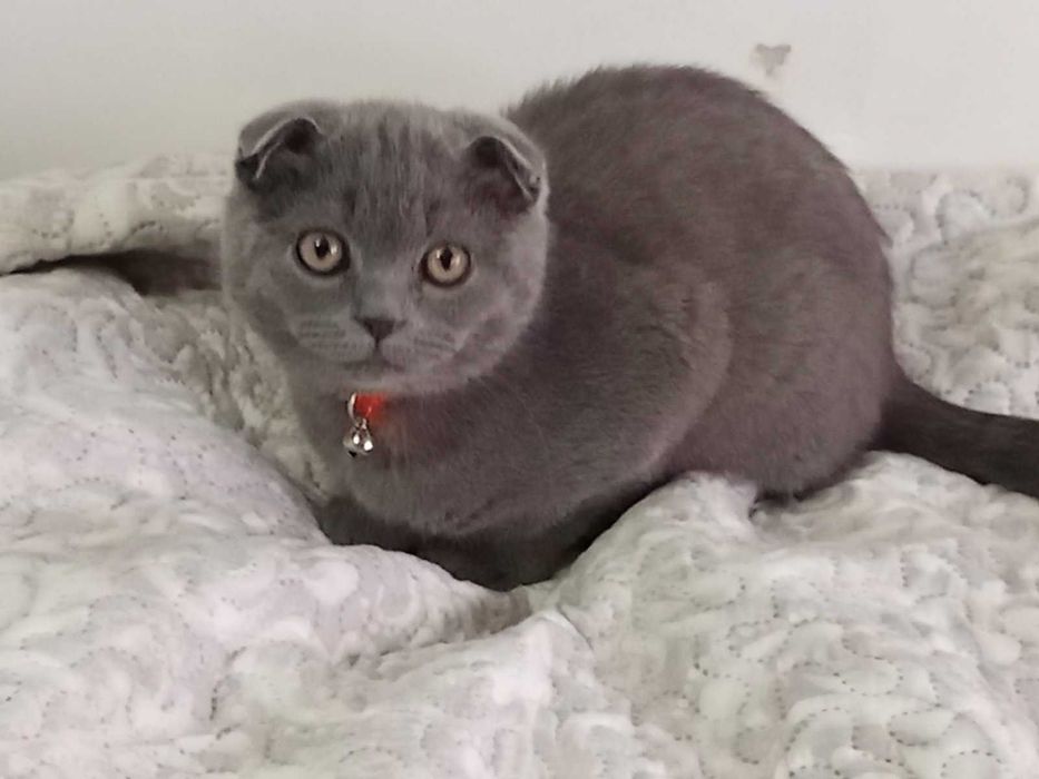 Шотландски котета момчета