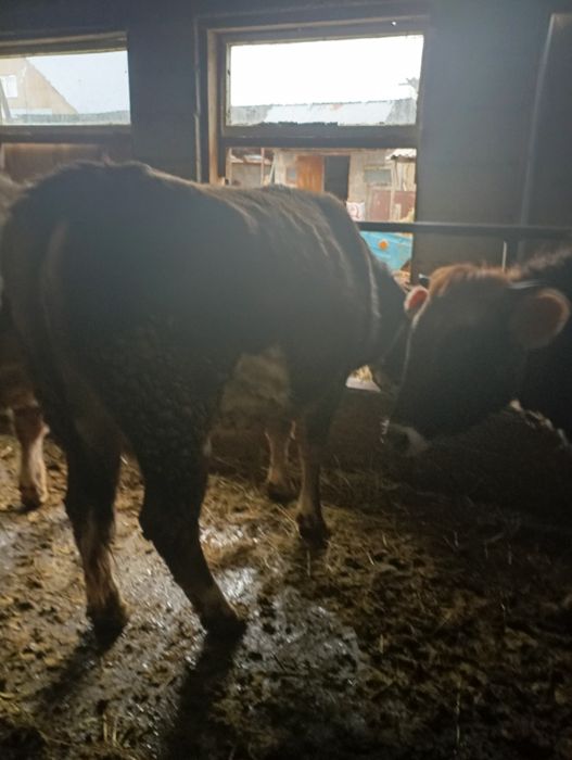 Сельхозживотные, 4