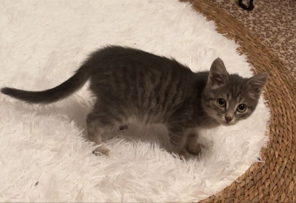 Отдадим котёнка в добрые руки — девочка Тучка