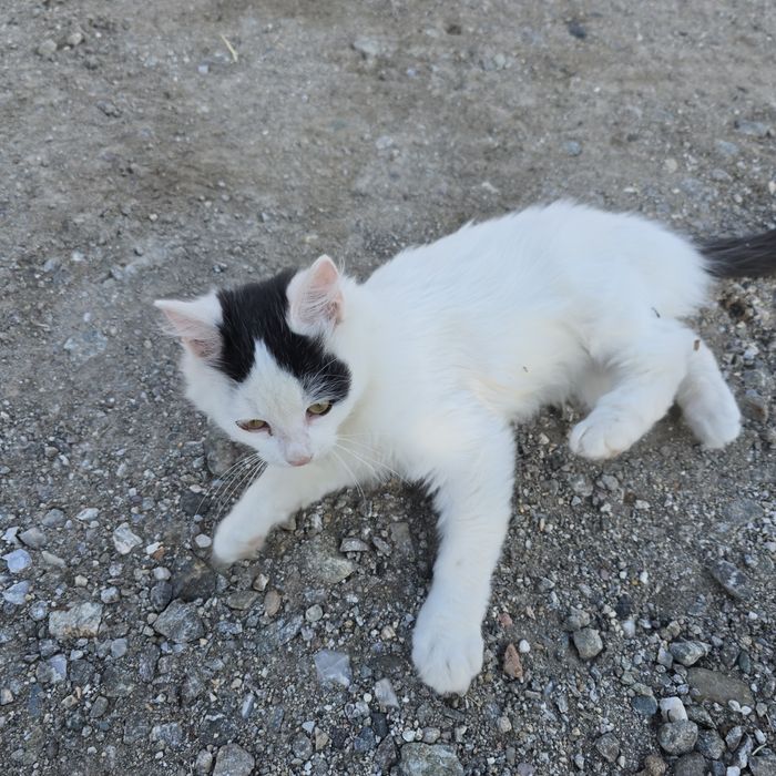 Коте та 3 месеца