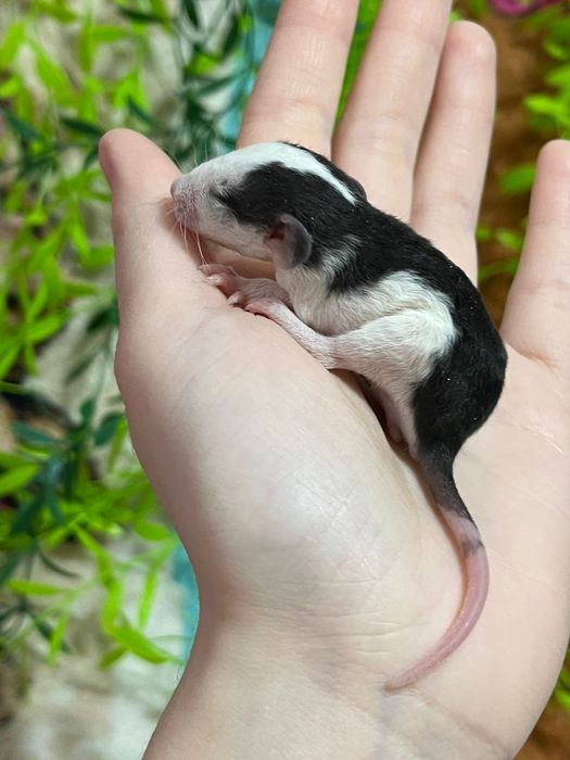 Крысы малыши (крысята,крыса)