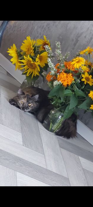 Отдам в добрые руки кошечку