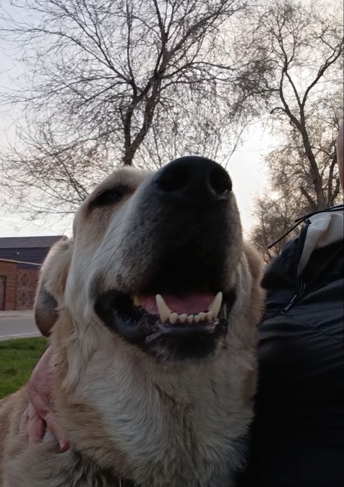 Ищу дом для малыша в 50 кг.