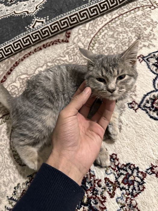 Mushuk 5 oylik gibrid