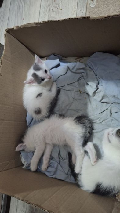 Отдам котят бесплатно