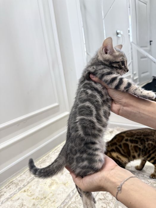 Bengal_mushuk_cats