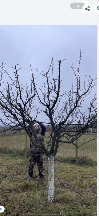 Taiere pomi fructiferi /cosmetizare