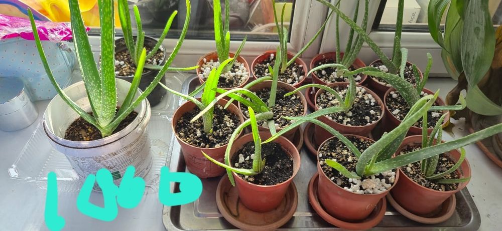 Алоэ продам лечебный