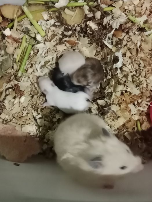 Hamyak,Chatishma turi