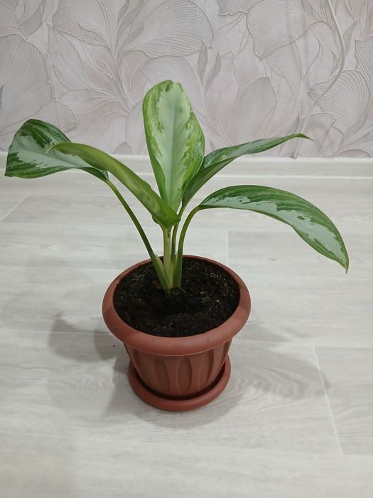 Продам цветы аглаонема