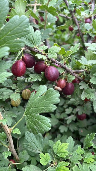 Продам дачный участок