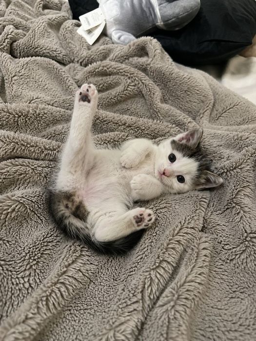 Отдаю котят в добрые руки