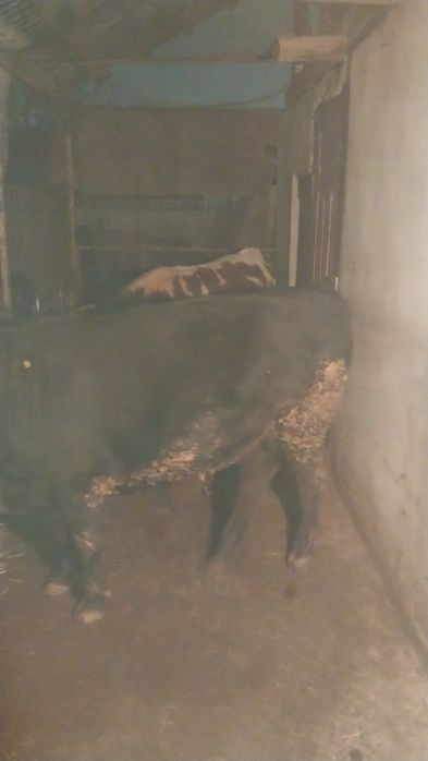 Бычки  опетит хороший