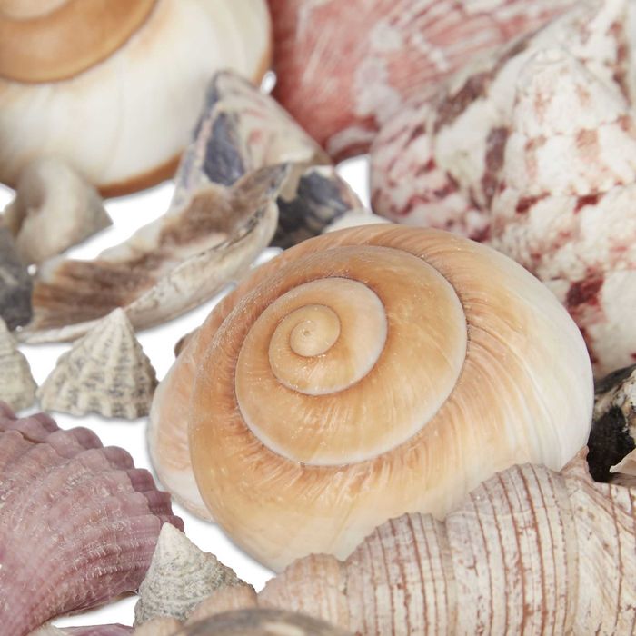 Set de Scoici si Melci de Mare pentru Decorare Artizanat Naturale 1kg