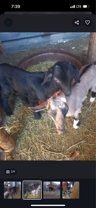 срочно козлят продажа