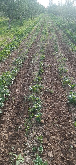 Салом Зубир 196  4х2 мотоблок сотилади