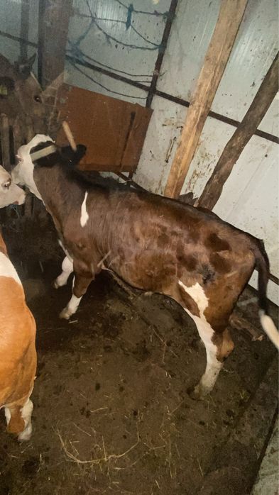 Vand vitea maro varsta de 2 luni jumate
