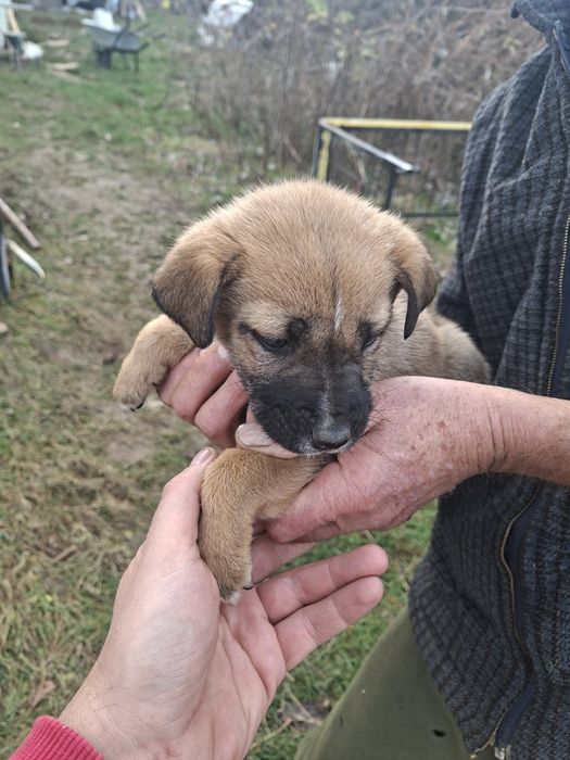 Donez catel cadou de craciun gratuit