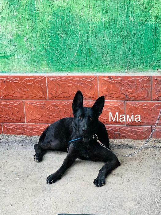 Овчарка   щинки