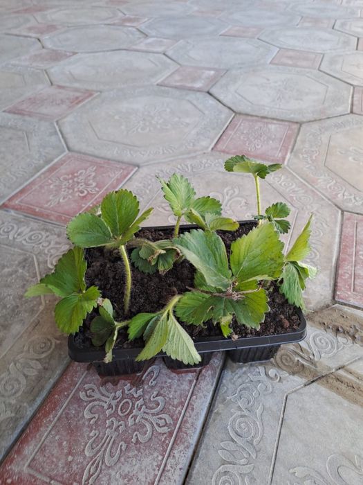 Продается клубника саженцы