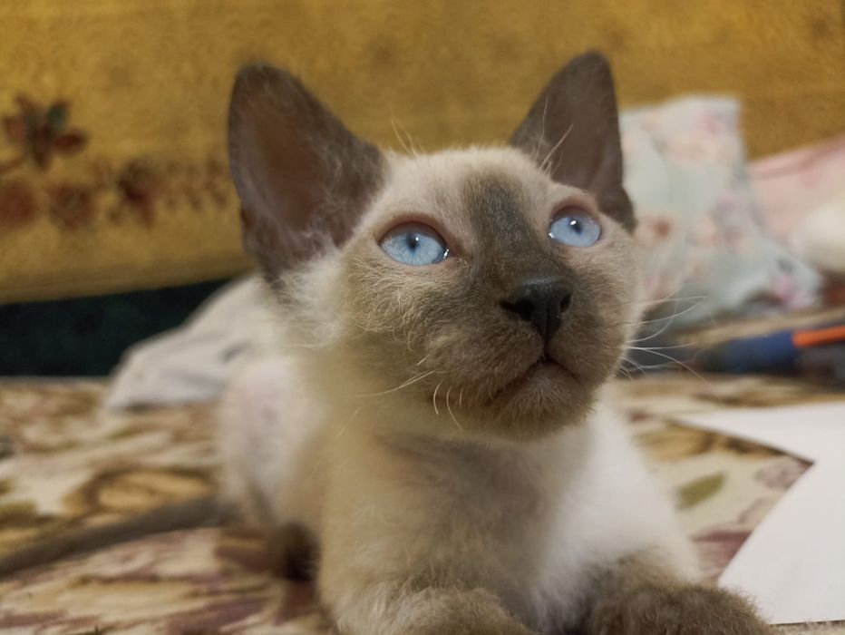 Продам котят браши 2