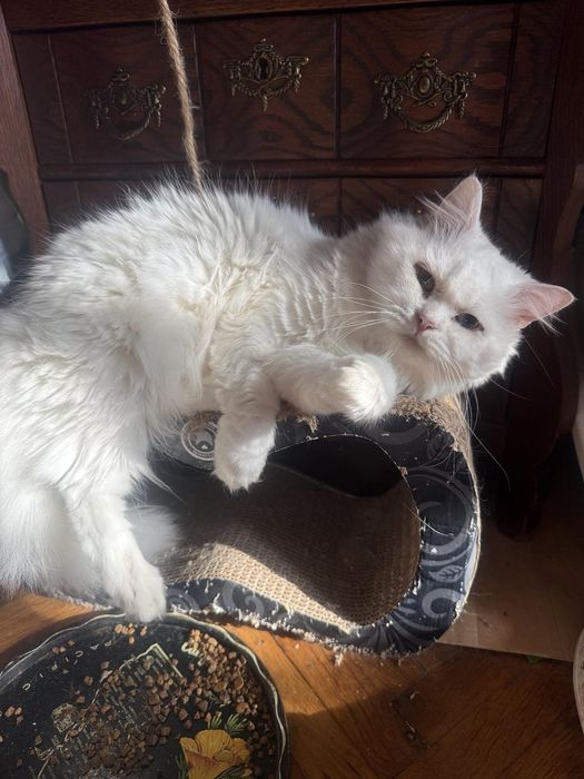 Породисти котета