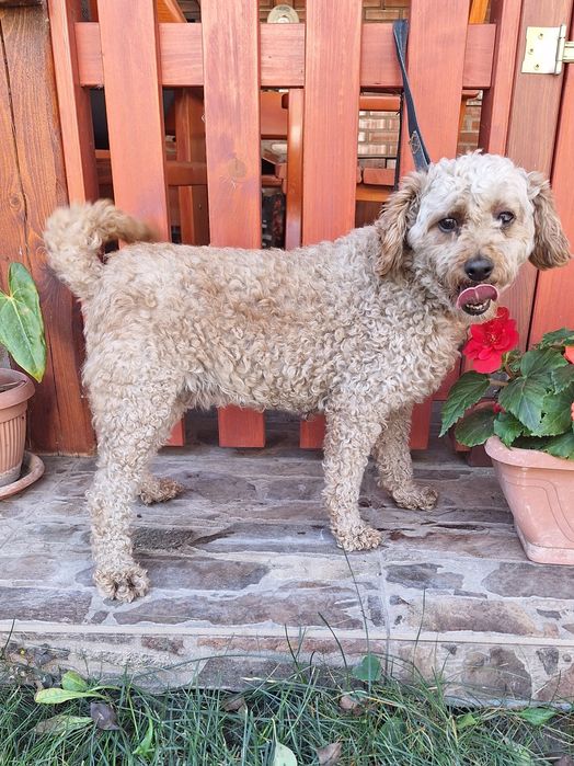 Pudel/Caniche femela