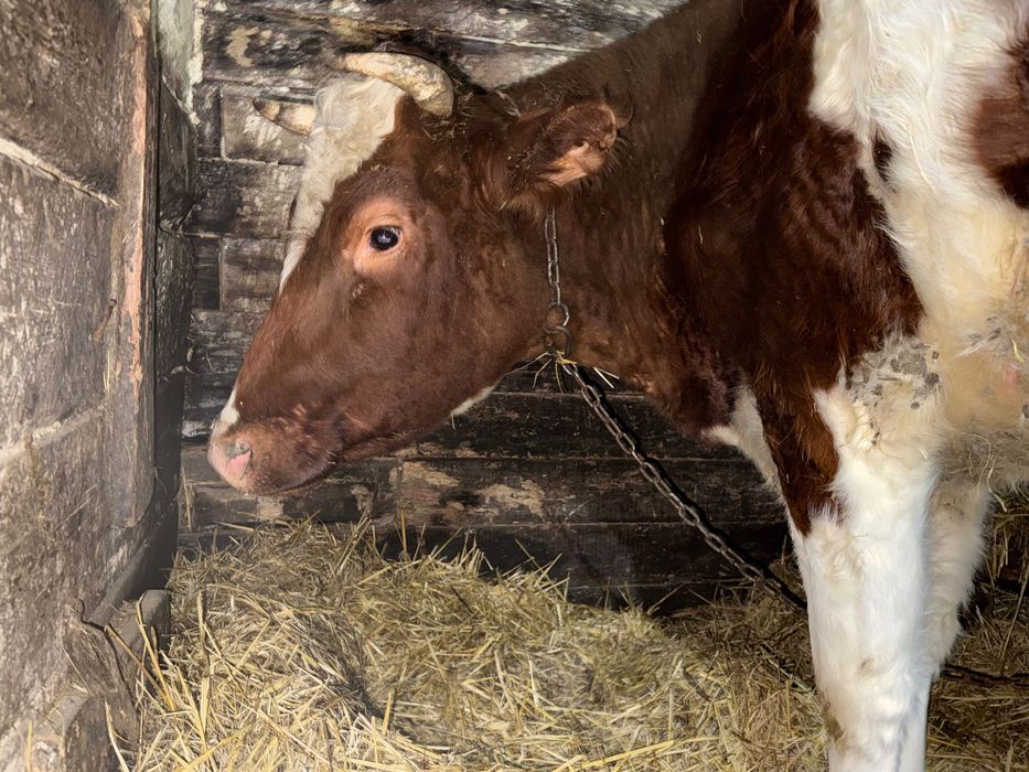 Продам нетеля!!!