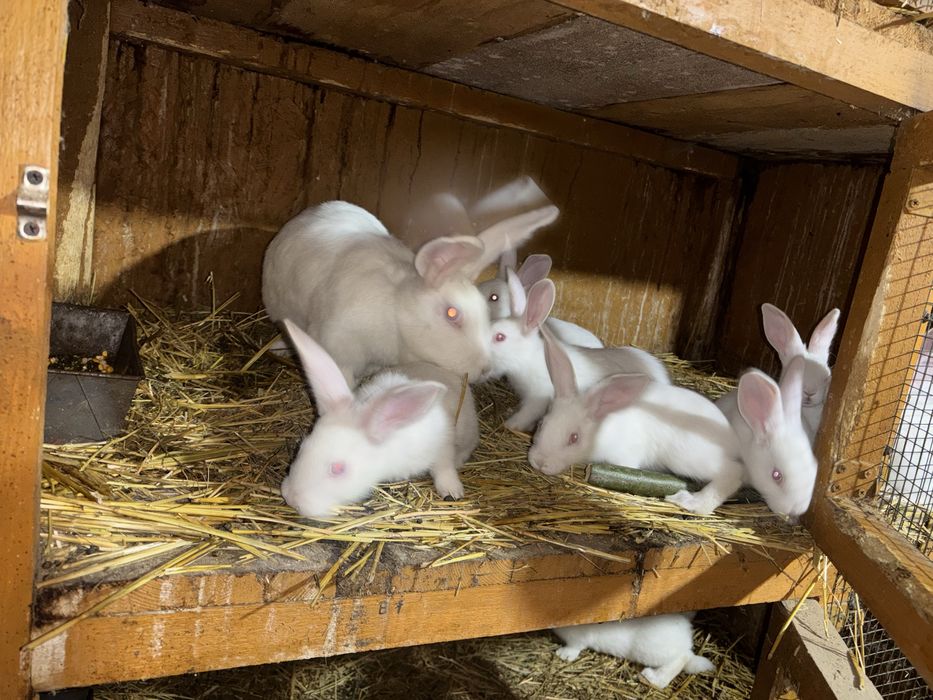 Iepuri schimb cu perusi