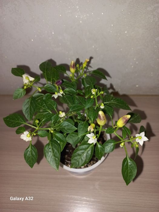 Перчик жёлтый, декоративный