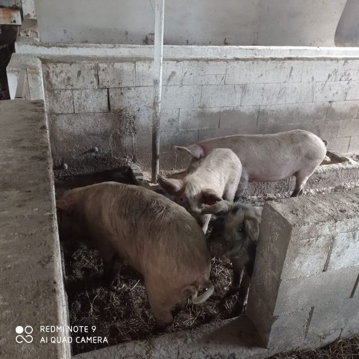 Продам молодых свиней