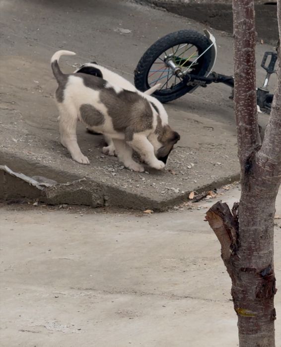 Күшік линия қарабас!!!