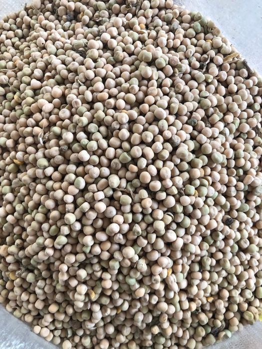 Porumb , amestec , baloti lucerna