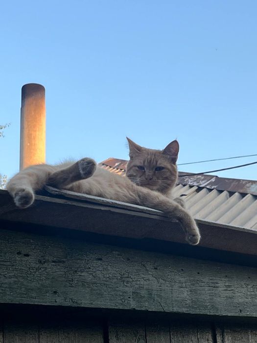 Кот мальчик рыжий